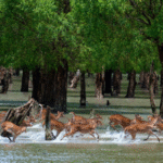 Sundarban Travels: Journey into the Heart of the Mangrove Wilderness