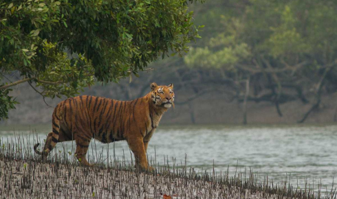 sundarban tour packages
