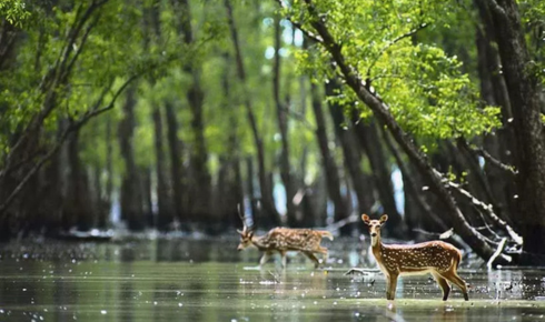 sundarban tour packages