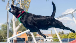 Dock Jumping Near Me A Guide to Fun and Fitness for Dogs