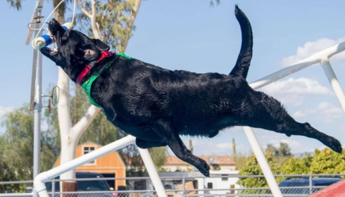 dock jumping near me